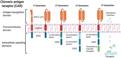 Engineering CAR T Cells to Target the HIV Reservoir